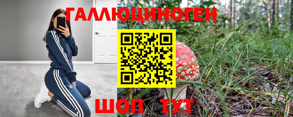 Галлюциногенные грибы Psilocybe Волхов